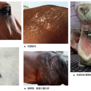 其實(shí)皮膚病沒那么簡單