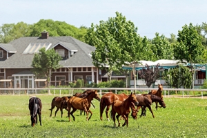 以馬為夢(mèng)，為中國獨(dú)有的馬術(shù)道路增光添彩